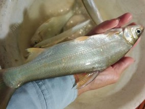 如何夜钓大眼鲳？掌握这些技巧和方法轻松钓获！