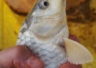 白露后野钓鱼技巧有哪些？如何提高钓鱼成功率？
