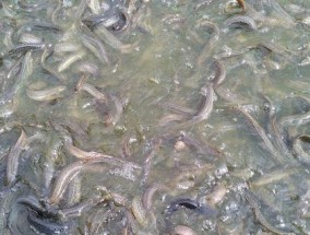 冬天泥鳅钓鱼技巧是什么？如何提高冬季泥鳅钓鱼的成功率？
