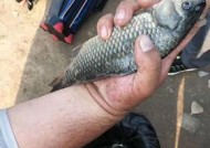 冬天9到15度野钓鲫鱼技巧是什么？如何提高钓鲫鱼的成功率？