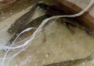 冬天钓鱼加饵料的技巧和方法是什么？如何提高冬季钓鱼成功率？