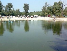 白露节气黑坑钓鱼技巧是什么？如何提高钓鱼成功率？