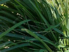 秋雨后草丛钓鱼技巧（湖畔鱼儿咬钩）