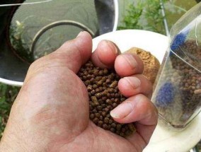 如何使用嫩玉米进行钓鱼打窝？嫩玉米打窝有哪些有效技巧？
