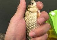 冬天钓鱼技巧怎么使用饵料？如何根据季节调整饵料选择？