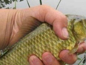 端午节前钓鱼技巧有哪些？如何快速掌握钓鱼技巧？