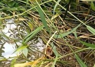 小水沟钓黄鳝的技巧（掌握这些技巧）
