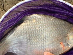 垂钓鳊鱼的技巧有哪些？如何提高垂钓成功率？