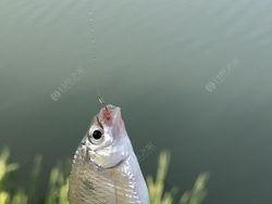 餐条钓鱼技巧教程（掌握关键细节，提升钓鱼成功率）