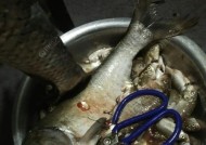 端午水库野钓鲫鱼技巧有哪些？如何提高钓鲫鱼的成功率？