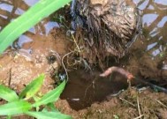 豆浆渣钓鱼技巧有哪些？如何有效利用豆浆渣提高钓鱼成功率？