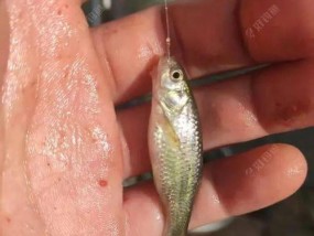 掌握钓鱼技巧小鱼弄窝的妙招（打造小鱼的理想栖息地，钓到满满的收获）