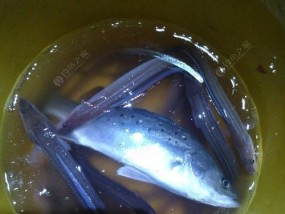 岸边钓海鲈鱼技巧有哪些？如何提高钓获率？