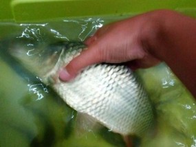 钓鱼技巧大揭秘（以清水有鱼为背景的钓鱼技巧分享）