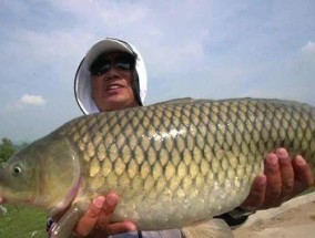 冬季无水草钓鲫鱼技巧（寒冬中成功钓鲫鱼的关键）
