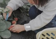 野生草莓钓草鱼技巧与方法（掌握钓草鱼的窍门）