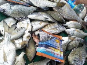 海南新型钓鱼技巧是什么？如何提高钓鱼成功率？