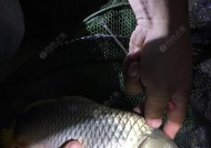 寒露过后夜钓鲤鱼技巧有哪些？如何提高夜钓鲤鱼的成功率？