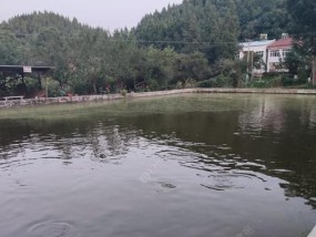 开春堰塘钓鱼技巧（钓鱼技巧分享）