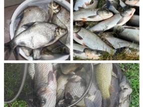 钓鱼技巧与饵料配方讲解？如何提升钓鱼成功率？