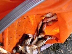 野钓放流的最佳方法和技巧（保护生态）
