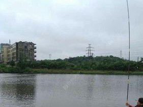 鲤鱼钓鱼技巧大揭秘（掌握关键技巧）