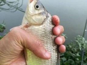 传统钓与台钓技巧的比较（究竟哪个更适合你？传统钓与台钓技巧的优缺点全面解析）