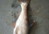 冬季钓鲢鱼的技巧与方法（寒冬捕鲢的时机——秘籍揭秘）