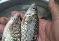冬季野钓石斑鱼技巧（掌握有效技巧提高冬季石斑鱼钓鱼成功率）
