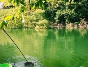 颗粒豆摇三摇钓鱼技巧大揭秘（钓鱼达人分享的有效钓鱼技巧）