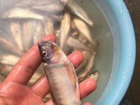 冷水鱼钓技巧全解析（野外钓冷水鱼）
