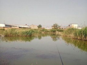 北方冬季野坑钓鱼技巧有哪些？如何应对低温天气？