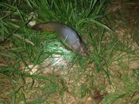 渭水钓鱼的最佳方法与技巧（掌握这一关键技巧）