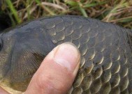 春天钓鲫鱼的正确方法与技巧野钓？如何提高春季野钓鲫鱼的收获？