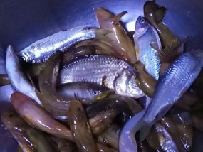 钓鱼穿蚯蚓技巧是什么？如何正确使用蚯蚓作为鱼饵？