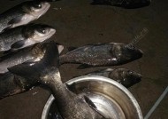 冬季夜钓鲢鱼的方法和技巧（享受冬夜的渔获乐趣）