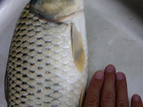 掌握新关东鱼钩遛鱼技巧，提高钓鱼效率（全方位解析新关东鱼钩的使用方法和技巧）