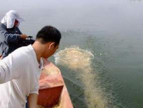 菜籽饼钓鱼打窝技巧（掌握钓鱼打窝的窍门，成为高手！）