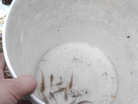 放长线钓鱼的技巧（提高钓鱼成功率的有效方法）