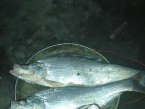夜晚手竿钓翘嘴技巧（夜晚手竿钓翘嘴技巧指南）