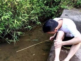 探秘小溪珍鱼，采撷野生之美（钓鱼高手的技巧与经验分享）