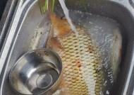 钓野生鲤鱼的特殊技巧（提高钓鲤成功率的关键技术）