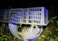 冬天广东野外夜间钓鱼技巧是什么？如何提高夜间钓鱼的成功率？