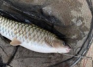 野钓红鲳鱼技巧（掌握钓鲳鱼的窍门）