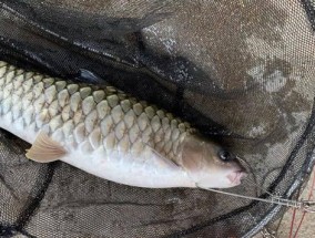 野钓红鲳鱼技巧（掌握钓鲳鱼的窍门）