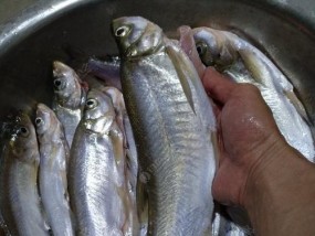 全飞铅钓翘嘴抛竿技巧（掌握精湛钓技）