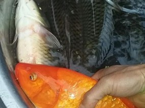 夏季钓鲤鱼的最佳饵料与技巧（选择正确的饵料和技巧是夏季钓鲤鱼的关键）