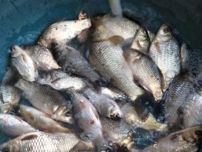 春天野钓鲫鱼技巧有哪些？如何提高钓鲫鱼的成功率？