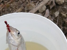 浅水钓鱼技巧大揭秘（如何在不足1米的浅水中获得丰富的渔获）