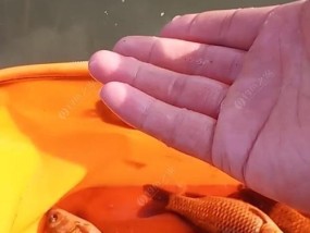野钓放生鲫鱼技巧（保护生态环境）